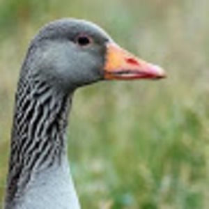 Meet your Posher, Jeffrey